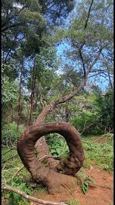 Image result for Priva curtisiae