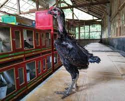 Ukuran kandang ayam petelur untuk 1000 ekor 6.5 m x 15 m. 5 Contoh Kandang Ayam Birma Brooding Box Umbaran