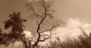 I was planning on convincing my muse to write another chapter for one of my many unfinished stories but this popped up instead. Tree Half Dead Half Alive Tattoo Images Dead Tattoo Work
