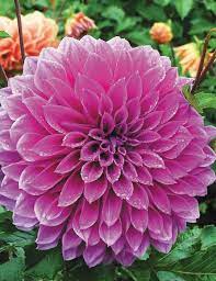 Dahlia Oberon Tesselaar Dahlia Flower Dahlia Plants