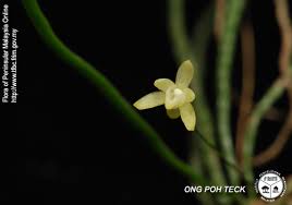 Image result for Taeniophyllum