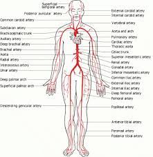 Anatomy of excitatory and conductive elements: Full Human Body Diagram Koibana Info Arteries And Veins Human Body Diagram Body Diagram