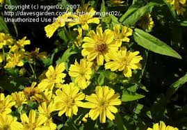 Image result for Cuscuta abyssinica