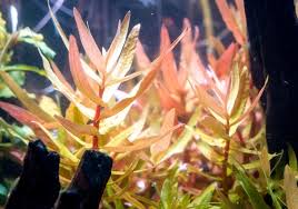 Image result for Nesaea pedroi