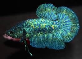 Pin By Hiram Delgadillo On Betta Fish In 2020 Betta Fish Cool Fish Beautiful Fish
