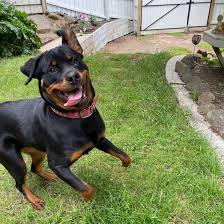 You may also rate the puppy names that you like/dislike most. The Best And Coolest Names For Rottweilers K9 Web