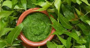 Neem Paste for skin in Hindi: नीम पेस्ट से दूर करें मुंहासों की समस्या, ये  हैं नीम से होने वाले स्किन को फायदे | TheHealthSite.com हिंदी