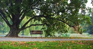 Diy cedar garden bench plans download mission style oak chair. Old Oak Tree And Bench In Park Stock Photo Picture And Royalty Free Image Image 20867185