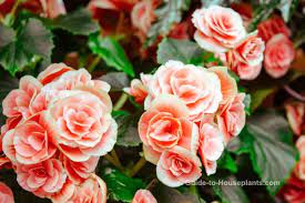 Begonia Care Tips Tuberous Begonia Hybrids