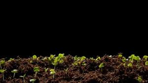 The video is of an experiment to see what the best soil is. Seed Growing Time Lapse Stock Video Footage Royalty Free Seed Growing Time Lapse Videos Page 4