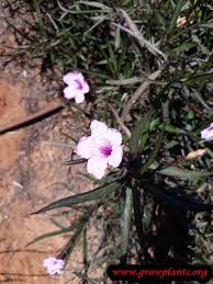 Image result for Ruellia cordata