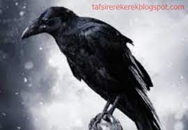 Mimpi ini merupakan sebuah pertanda yang kurang bagus, sebab menurut primbon. 12 Tafsir Mimpi Menangkap Burung Gagak Menurut Erek Erek 2d 3d 4d Tafsir Erek Erek