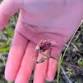 Annual Red Bearded Orchid Survey event image