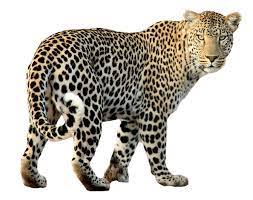 Indian Leopard Leopard Cheetah Free Png Image Animals Png Miniature Pigs