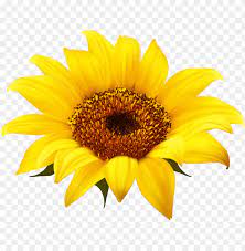 Free Free 122 Clipart Sun Flower Clipart Transparent Background Sunflower Sunflower Png SVG PNG EPS DXF File