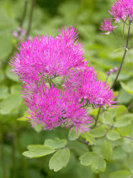 Image result for Thalictrum