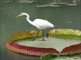 Water Lily Balcony Giant Water Lily Water Lily Pond Life