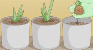 It's a good idea to add some rubbing alcohol over your blade before cutting the leaf to get rid of any potential viruses, diseases or fungi that could damage the plant. How To Trim An Aloe Vera Plant 7 Steps With Pictures Wikihow