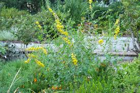 Image result for Crotalaria polysperma