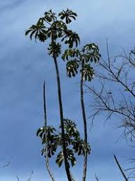 Image result for Cecropia pachystachya