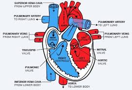 Hma practical 3 virtual slides. How The Heart Works Diagram Anatomy Blood Flow