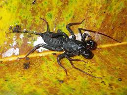 New Species Discovered In Philippines In Pictures Species Philippines Pictures