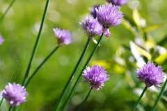 Image result