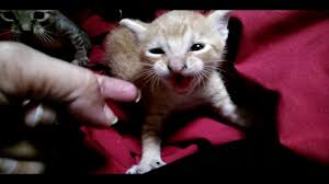 Check spelling or type a new query. How To Hand Tame A Feral Kitten In Minutes Youtube