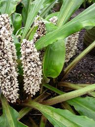 Image result for Palisota