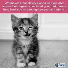 Cat Friendzone Cat Facts Cats Funny Animal Memes