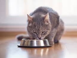Cats get a surprising amount of water from their food, so if your cat is healthy, s/he may be meeting his/her water requirements. What Can A Kitten Eat And Drink Yarrah Com