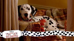 When a litter of dalmatian puppies are abducted by the minions of cruella de vil, the parents must find them before she uses them for a diabolical fashion statement. Anita S Little Surprise 7 15 Movie Scenes 101 Dalmatians 1996 Hd Youtube