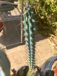 Image result for Pycreus aethiops