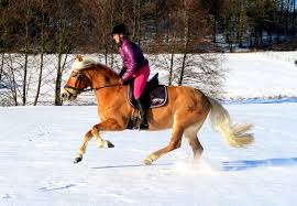 Maybe you would like to learn more about one of these? Unsere Problemchen Teil 1 Galopp Reitsportblog Reiten Reicht