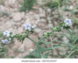 Image result for Cynoglossum lanceolatum