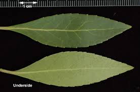 Image result for Maytenus chasei