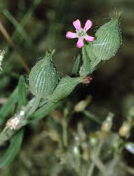 Image result for Silene abyssinica