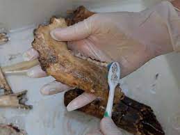 How To Whiten Animal Bones For Display (Step By Step With Pictures) - Mom  Goes Camping