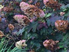 Typically, hydrangeas develop more when fertilized once or twice a year. Hydrangea Fertilizer Diy