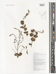 Image result for Equilabium