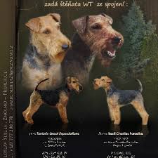 Image result for velšteriér