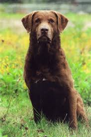  click for details  Westwind Farm Chesapeake Bay Retrievers Home
