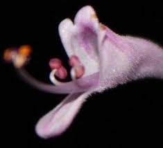 Image result for Syncolostemon sp. nov. aff. teucriifolius