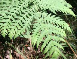 Image result for Histiopteris