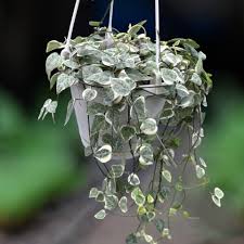 Image result for Ceropegia gracilior
