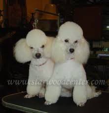 โรงเร ยนสอนต ดขนส น ข ต ดแต งขนส น ข อาบน ำ สอนต ดขนส น ข creative dog grooming school in thailand สอน เร ยนต ดขนส น ข โรงเร ยนภายใต การควบค มของกระ อาบน ำ
