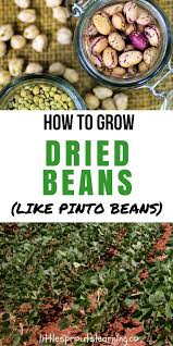Black Beans Or Pinto Beans Pin On Gardening Outdoors