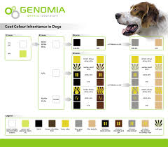 Genomia Coat Color Dogs