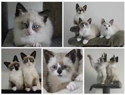 Snowshoe Cats Breeders Australia - Snowshoe Kittens For Sale Cat Breeder Snowshoe Cat Cat Urine