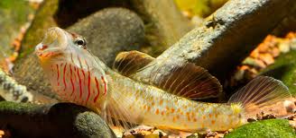 See more ideas about aquarium fish, dragon fish, fish tank. 8 Fun Gobies For The Home Aquarium Tropical Fish Hobbyist Magazine